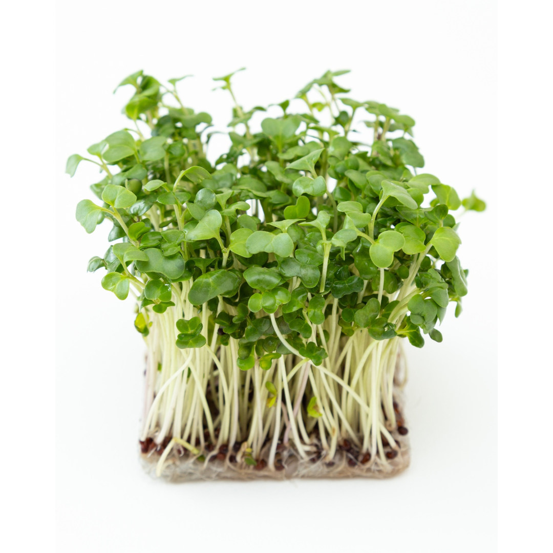 Gerrie's Farm Market Sprouting Seeds