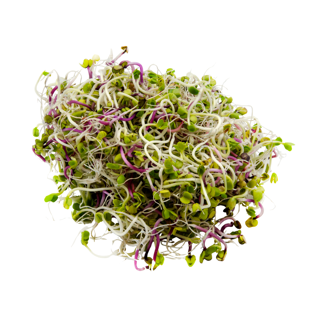 Gerrie's Farm Market Sprouting Seeds